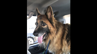 Panzer Gets Chicken Nuggets After Vet Visit