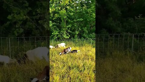 FEED LOT VS PASTURED GRASS FED LAMB. NO COMPARISON! PASTURED EVERY TIME! #grassfed #shorts #quality