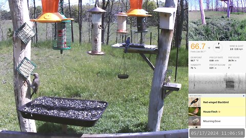 Rural Bird Feeders & Night Critter Cam - [Live]