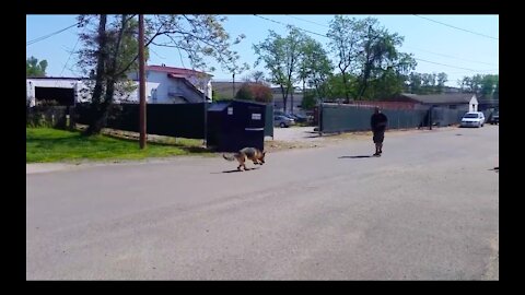 AGGRESSIVE GERMAN SHEPHERD TRAINING - GSD TRAINING