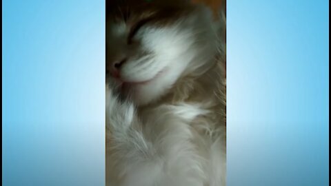 Kind Cat Kuska Sleeps and Purrs Sweetly in His Sleep.