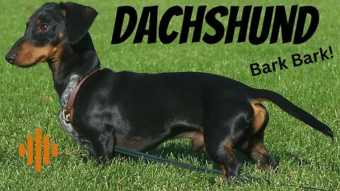 Dachshund dog sound.