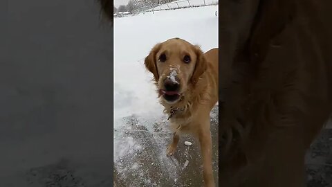 #petshorts #goldenretriever playing in snow!