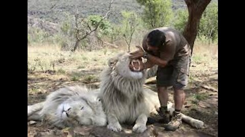 The lion plays with his friend