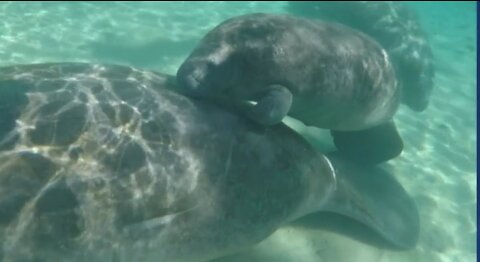 City of Stuart calls for manatees to be readded on endangered species list