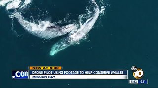 San Diego drone pilot using footage to help conserve whales