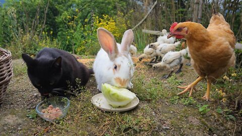 A busy day at the animal farm