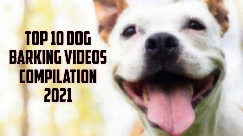 TOP 10 dog barking videos compilation 2022