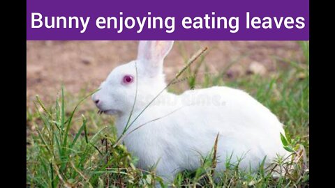 Rabbit enjoying eating leaves.#cute Bunny