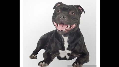 staffordshire bull terrier