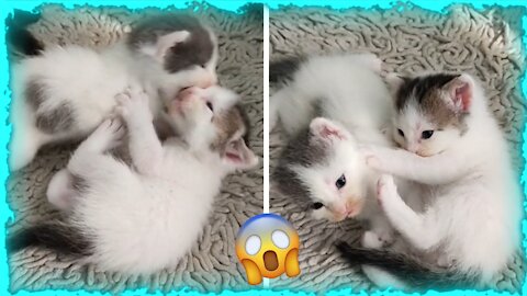 Two Naughty Kittens are Biting each Other | Must Watch this Video. 🙀🙀