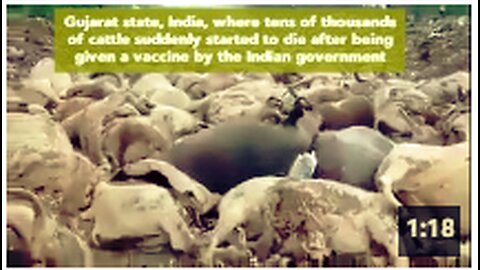 Gujarat state, India, thousands of cattle suddenly started to die after being given a vaccine.