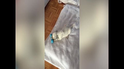 This Puppy Playing with his Toy is the Best thing You'll See Today