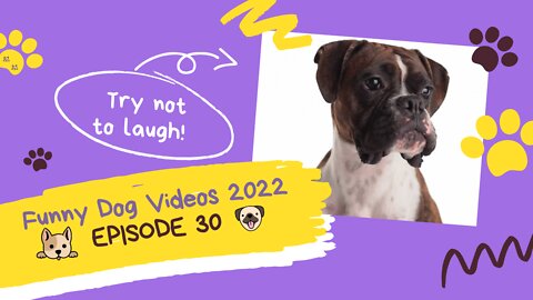 🐶 Funny Dog Videos 2022 🐶 EPISODE 30 🤣 It’s time for ANOTHER LAUGH with these crazy dogs 🐕