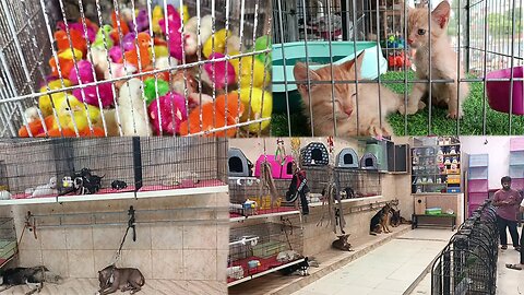 travelling towards our big zoo | visit to pet market | villageincity99 | #petlovers #petvlog