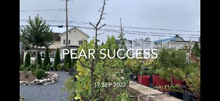 Pear Success