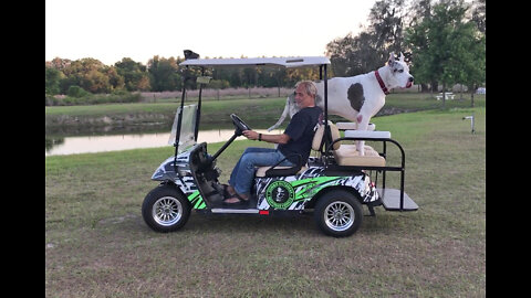 200 lb Great Dane Loves Going For A Golf Cart Ride