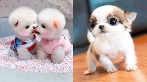 Cute and Funny Baby Dogs Video Compilation..🐶