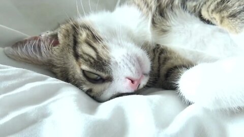 Adorable Baby Cat Moves His Whiskers while Sleeping on His Head