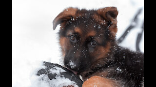 Smart German Shepherd puppy learns to wait for food