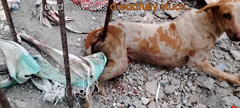 Impaled by a rod, dog in agony before rescue--beautiful recovery.