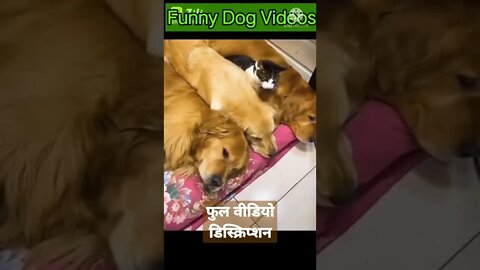 dog funny videos || dog tiktok || dog instagram || dog training