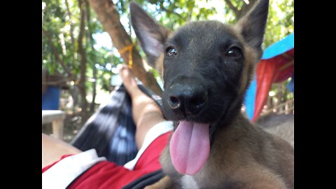 Funny dog belgian malinois puppy