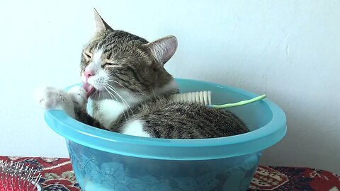 A Bowl of Cat Is on the Table