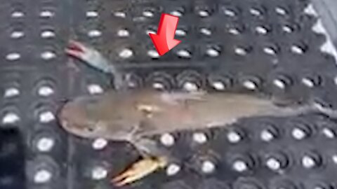 Mysterious underwater creature that combines catfish and crab [conspiracy]