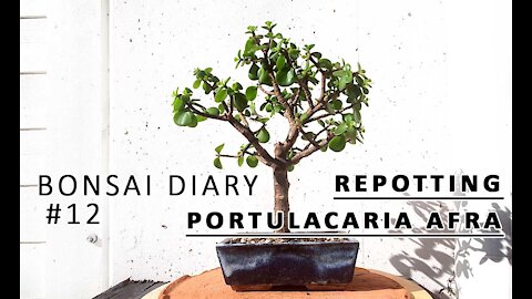 Bonsai Diary #12 Repotting my Portulacaria afra