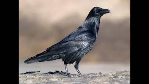 Raven bird