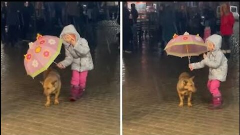 Little Girl Holds Umbrella Over Stray Dog In The Rain