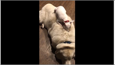 Tiny dog takes nap on top of big fluffy dog