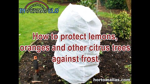 How to protect lemons oranges and other citrus trees against frost.