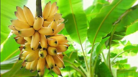 Lush Banana tree