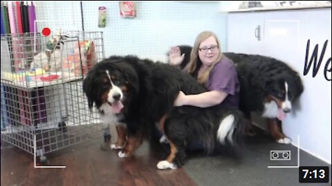 Big Bernese mountain dog grooming with haircut♥♥♥