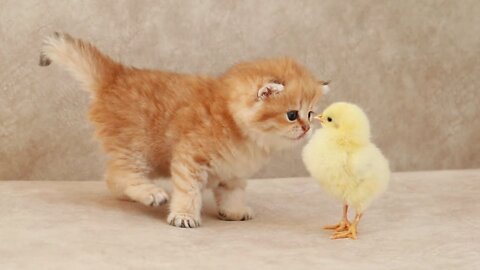 Cute Kitten Meets With The Yolk 🐥