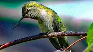 IECV NV #247 - 👀 The Little Green Anna's Hummingbird 💖7-31-2016