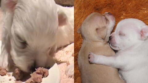 AMAZING!!! CUTE BABY DOGS WITH ONLY 2 weeks old squirming and eating solid foods