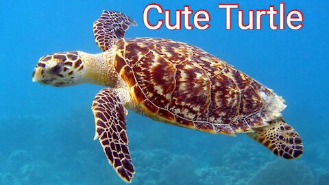 Sea Cute Turtle Rescue 🐢