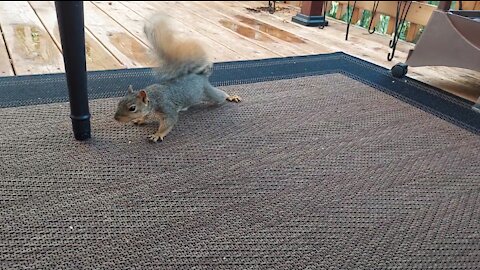 Squirrel "Tap Dances" For A Walnut