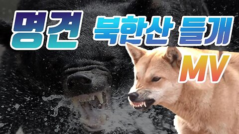 명견! 북한산들개! (최근 북한산 근황)