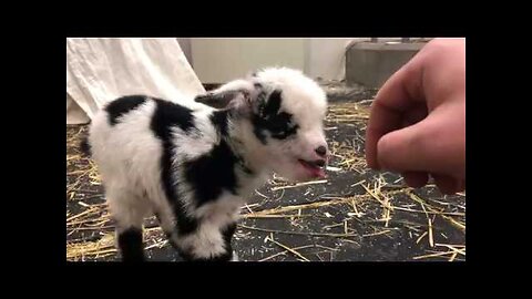 Baby goat making the cutest noise