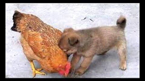 Chicken VS Dog