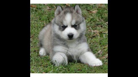 siberian wolf dogs