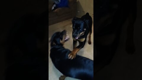 ROTTWEILER PUPPIES 101/A Day In The Life Of MADNESS!!!