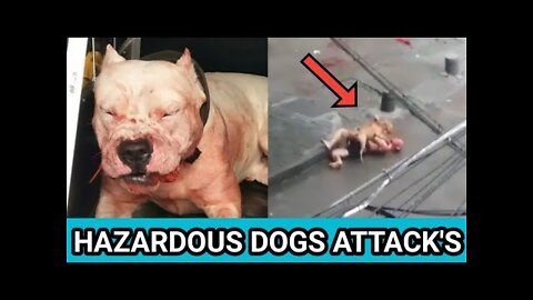 Hazardous dogs attack's on streets, bite's Humans & Kids | Real attacks