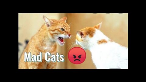 Fighting Couple Cats!☺️ | stay inlove ♥️ Cats Reaction