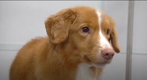 Senior Duck Tolling Retriever loves the blow dryer