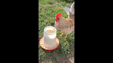 Rooster and Chicken Hens Eating their breakfast | Satisfying Animal Nature Birds Backyard Chickens